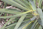 Moundlily yucca